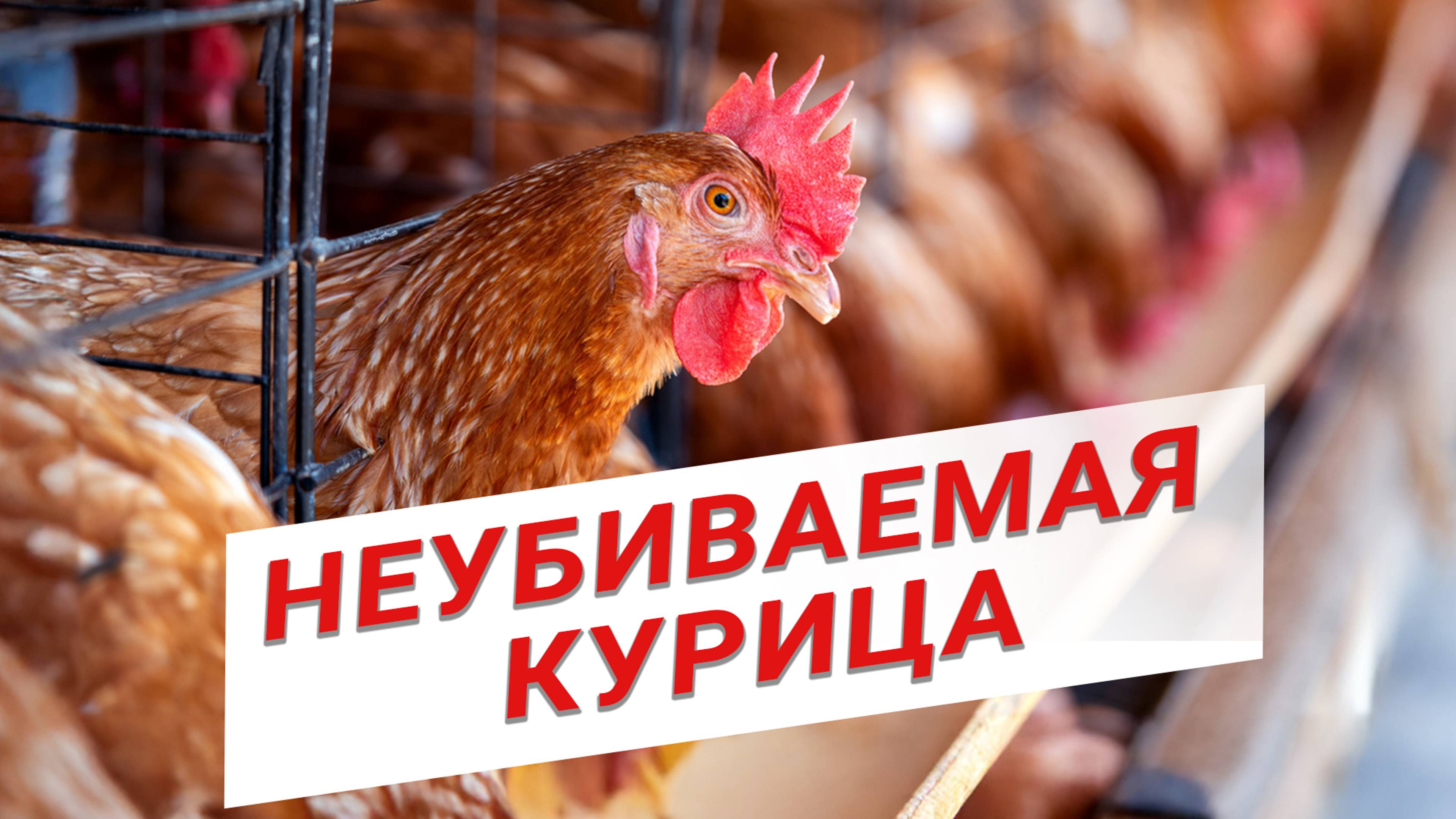 Легендарная венгерочка| Какая курица нужна птицеводам | Современная генетика кур | Содержание птицы смотреть онлайн