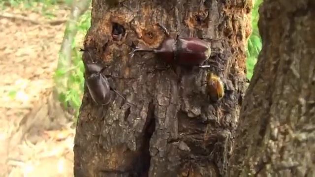 bọ sừng y (allomyrina dichotomus) смотреть онлайн