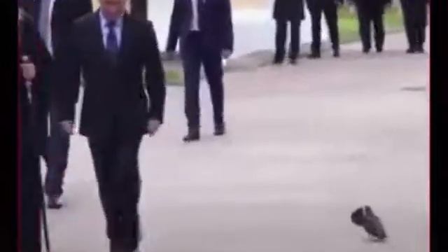 та самая птица у Путина😂 смотреть онлайн