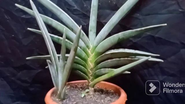 Sansevieria Robusta
