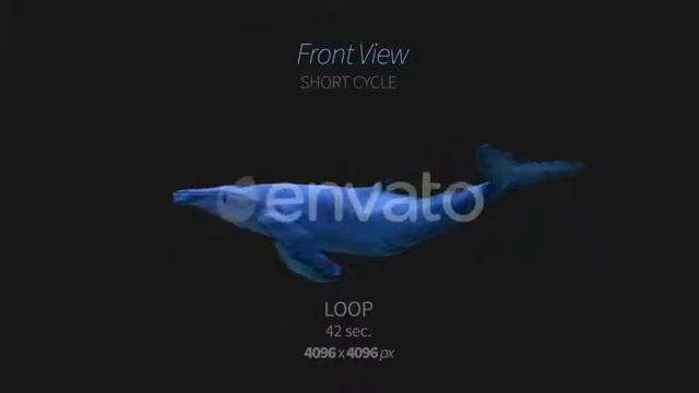 Humpback Whale 6 | Motion Graphics - Videohive template смотреть онлайн