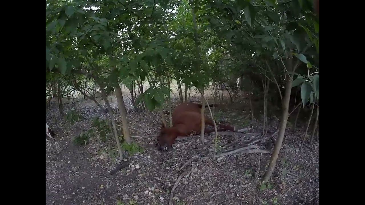 05.08.2024 Дохлая лошадь смотреть онлайн