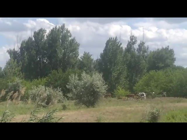 Пастух Марченко упал с мотоцикла без посторонней помощи. смотреть онлайн