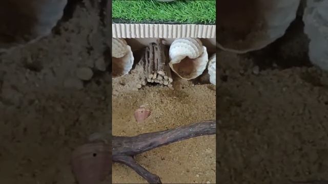 Why Hamster like digging смотреть онлайн