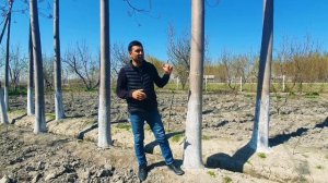 #павлония. Павловния  Дарахти Шамолга Чидамлими  Ёки Теракми..??????
