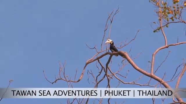 Aerial video of Phang-Nga bay by SkyCAM смотреть онлайн
