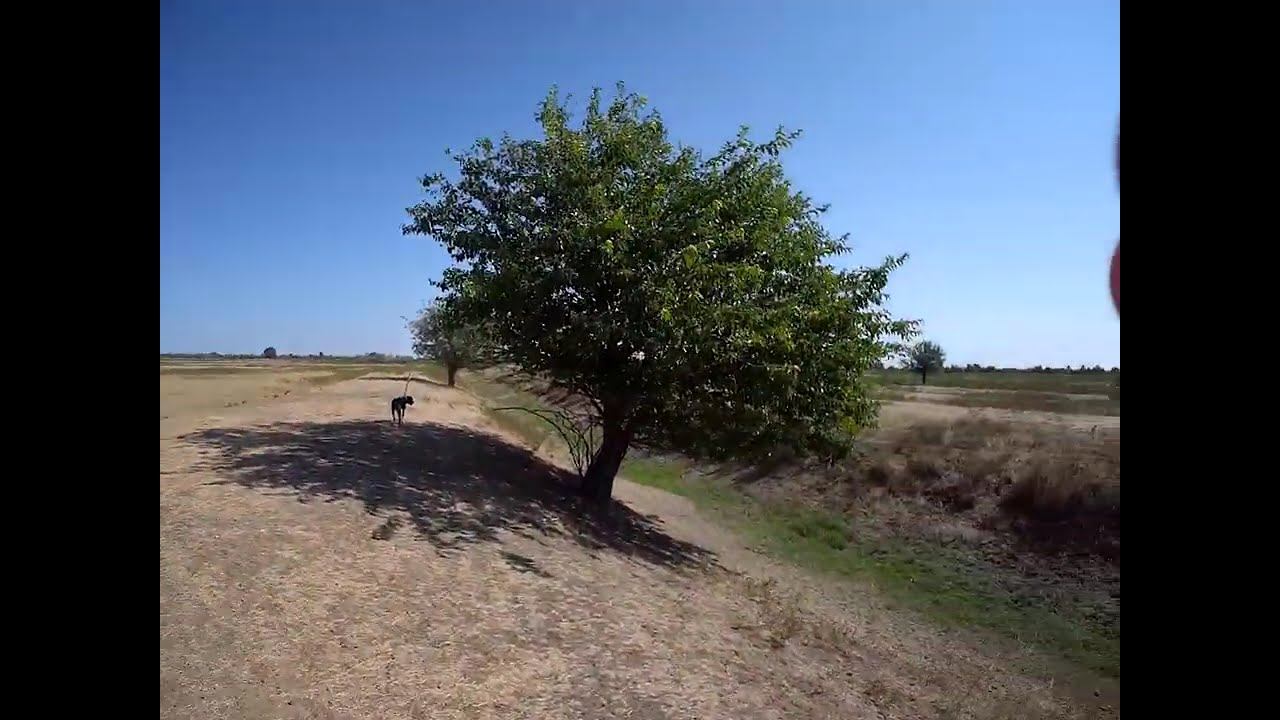 02.08.2024 ЧТО ДЕЛАТЬ? : ЛПХ В ОПАСНОСТИ смотреть онлайн