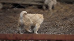 СОБИРАЕМСЯ НА ЮБИЛЕЙ! ТАКОЙ ПОДАРОК ХОЧЕТСЯ САМОМУ | ПОЙМАЛИ КОТА