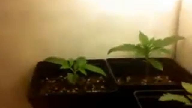 CFL Micro Grow Box 3 (13 days) смотреть онлайн