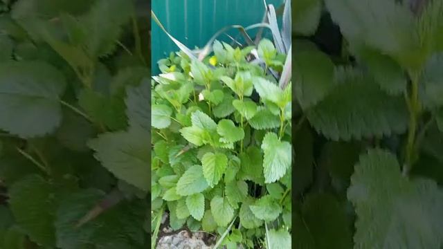 Лимонник - это растенте из которого можно заварить тонизирующий чай смотреть онлайн