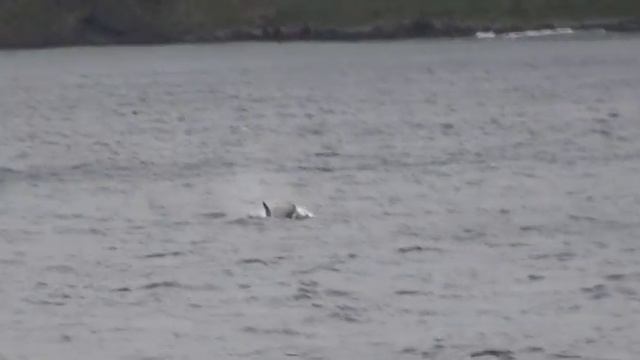BIRDING SUBANTARCTIC ISLANDS by Alana and Greg Dare смотреть онлайн