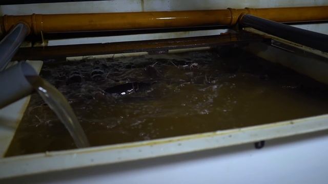 Выращивание клариевого сома в УЗВ смотреть онлайн
