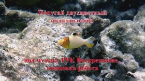 5. Попугай двухцветный молодая особь под музыку PPK Воскрешение