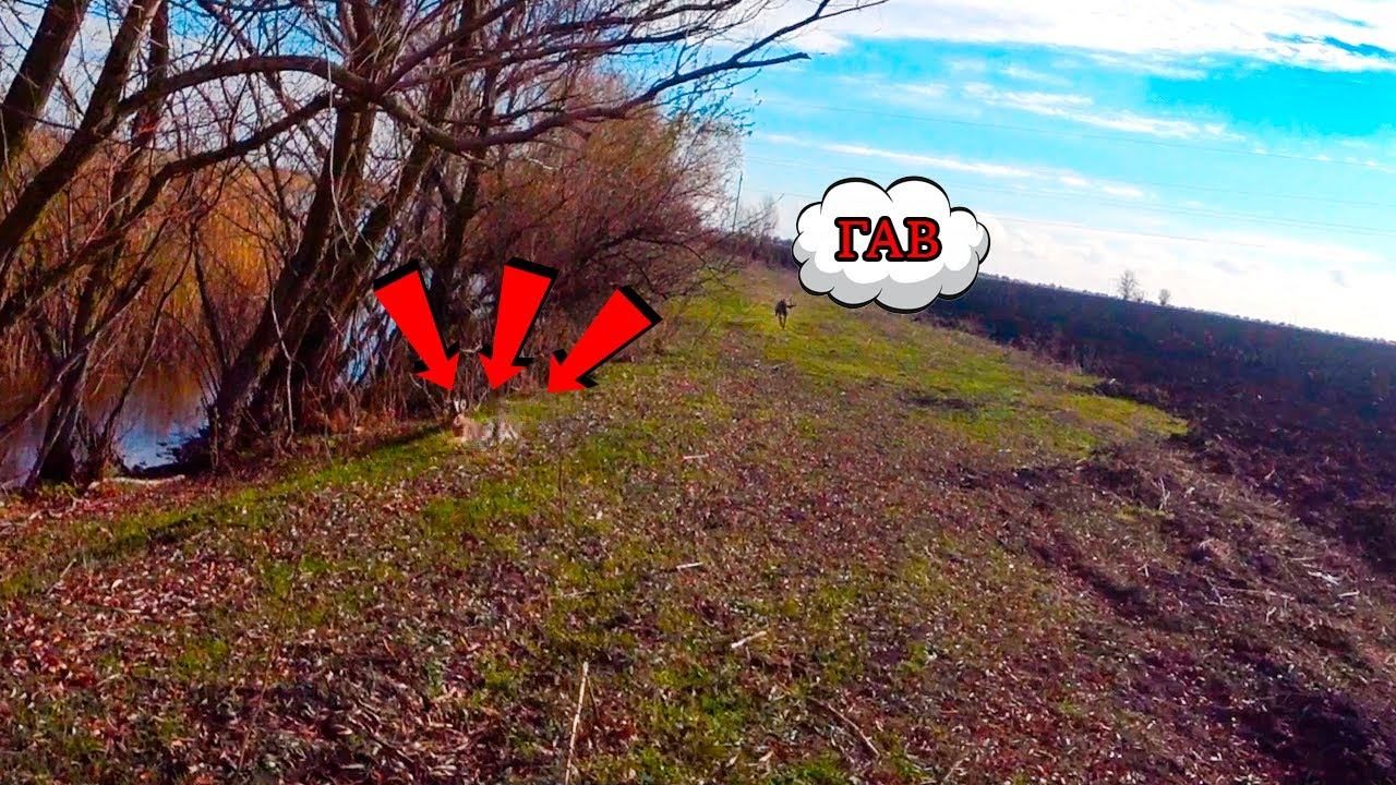 ДОБЫВАЮ С РУЖЬЕМ И БЕЗ !!!!! ЗАЙЦА ТЬМА !!!!! смотреть онлайн