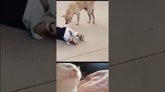 прикол смешно смотреть онлайн