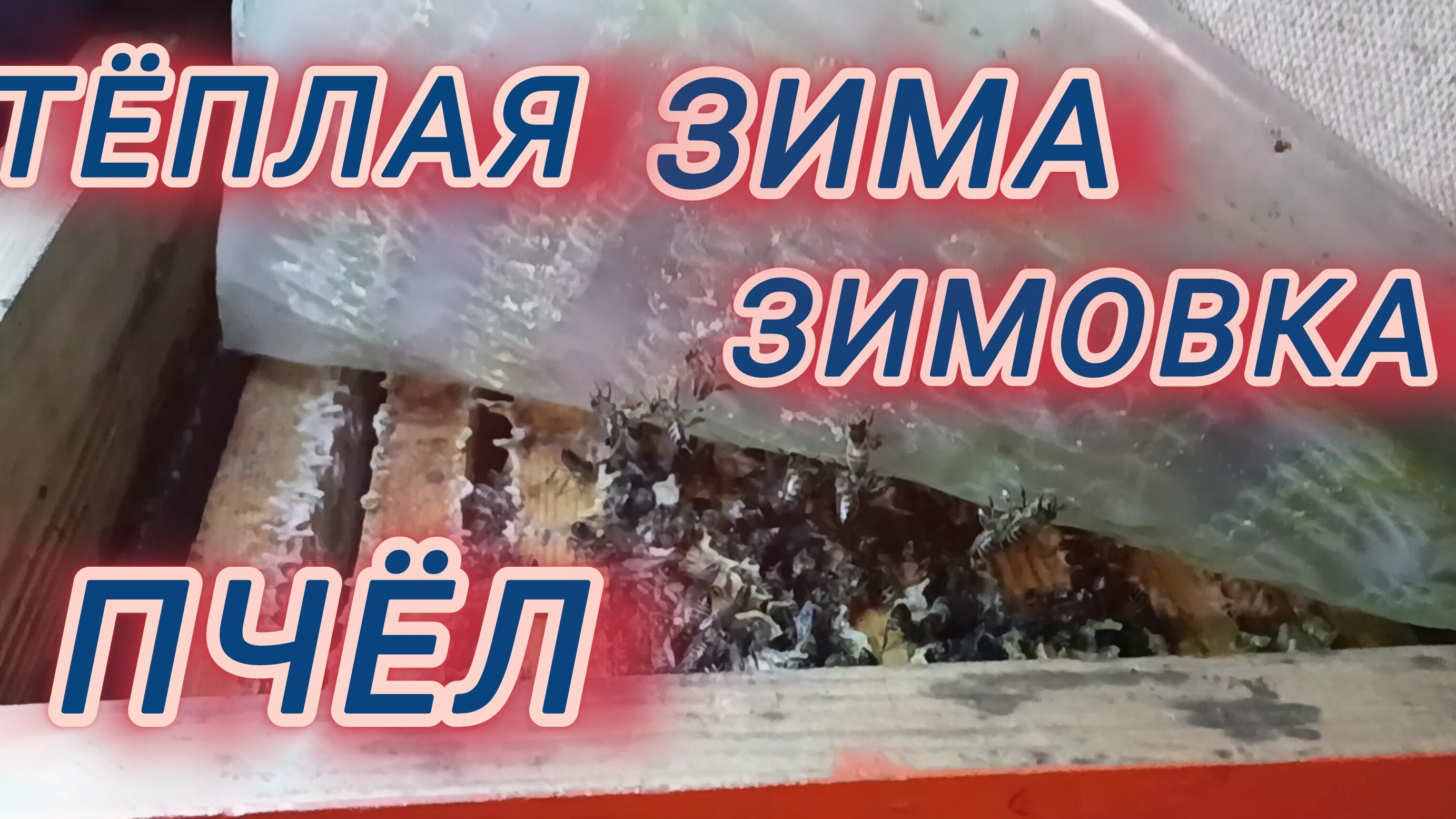 Тёплая зима. Зимовка пчёл. смотреть онлайн