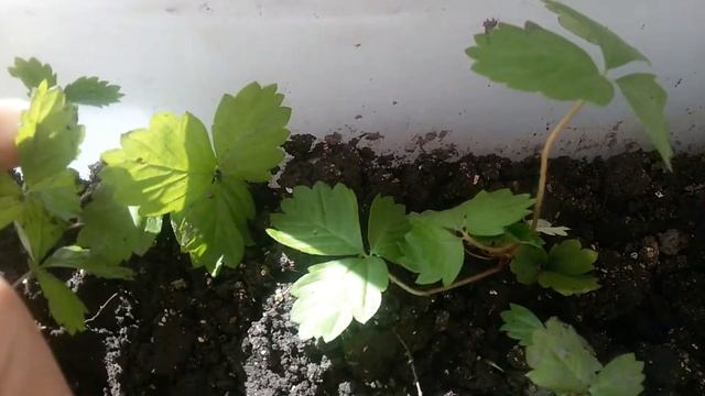 Результат пересадки ягод. смотреть онлайн