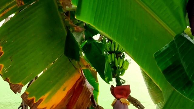 Full Fish Fry Masala/Fish Fry Recipe/Mini Fish Fry/Fishing/Tiny Fish Fry Recipe/Tini Tiny Cooking смотреть онлайн