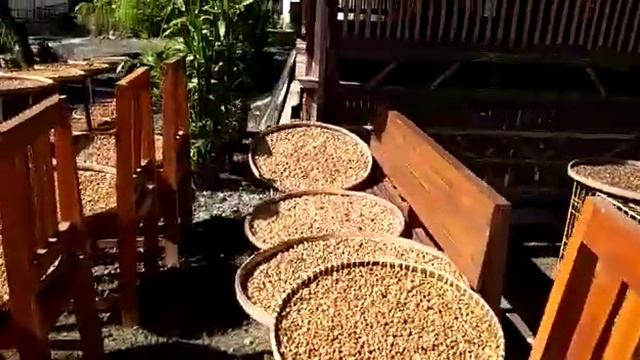 Original Luwak Coffee смотреть онлайн