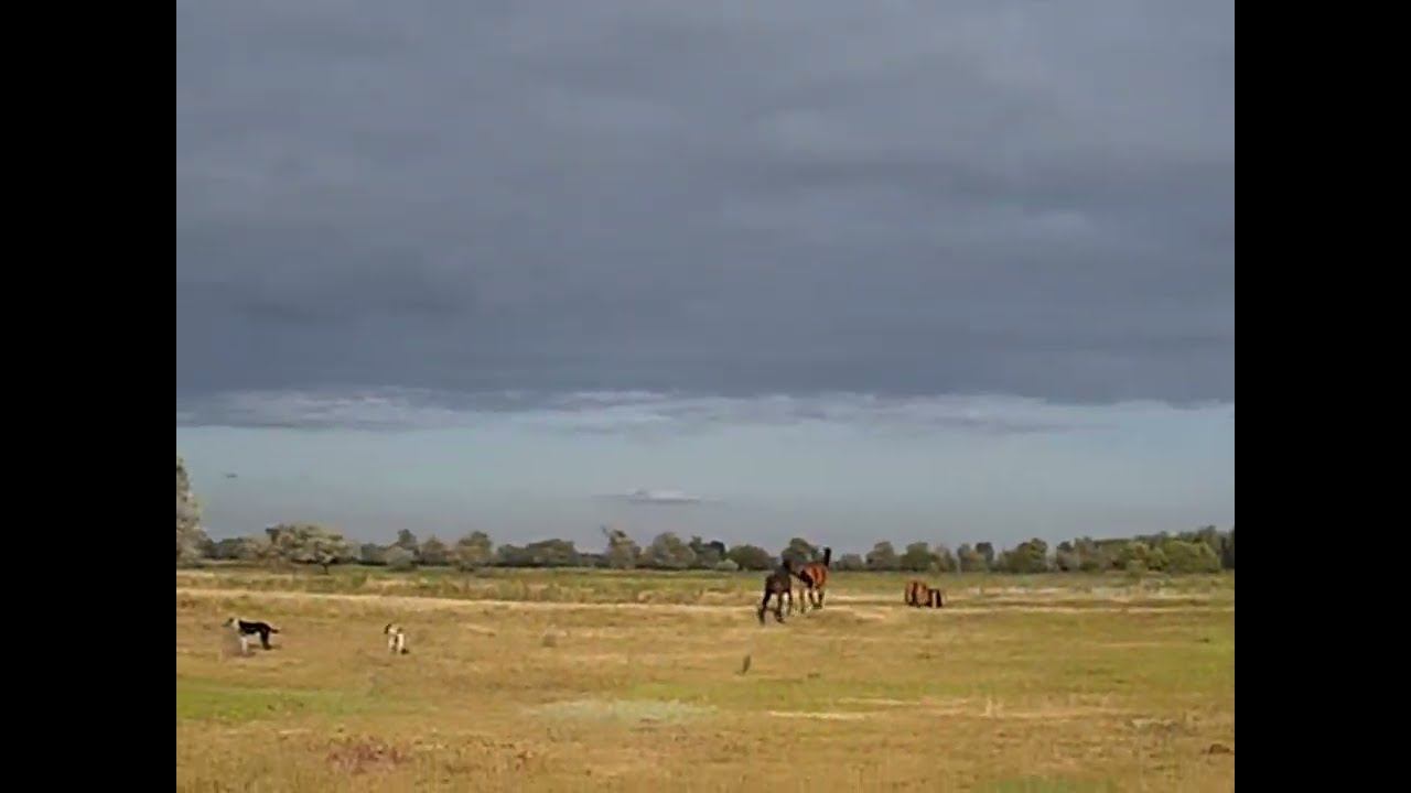 12.05.2024 ЧТО ДЕЛАТЬ? : ЛПХ В ОПАСНОСТИ смотреть онлайн