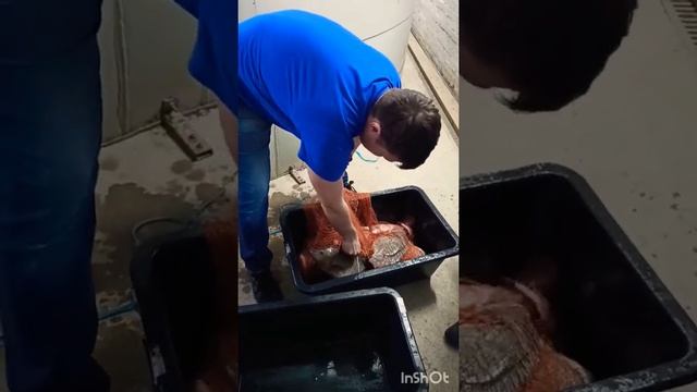 Сортировка тиляпии смотреть онлайн