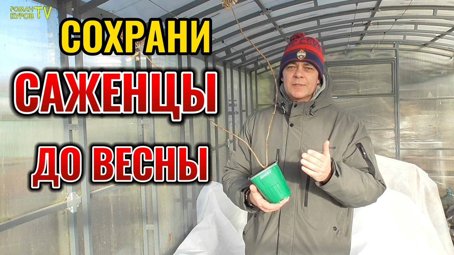 Как сохранить саженец 🌺 гортензии купленный зимой? Три способа хранения саженцев 🌱 гортензии смотреть онлайн