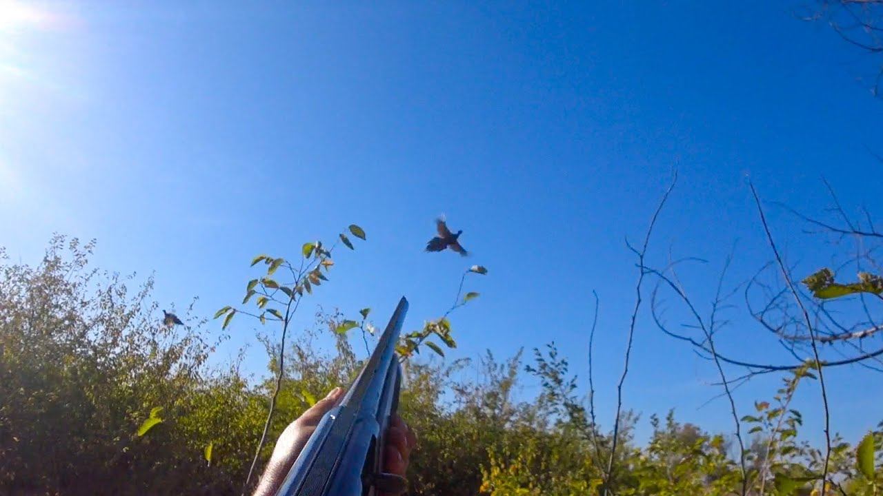 ФАЗАНЫ СТАЯМИ !!! ОХОТА НА ФАЗАНА !!! смотреть онлайн