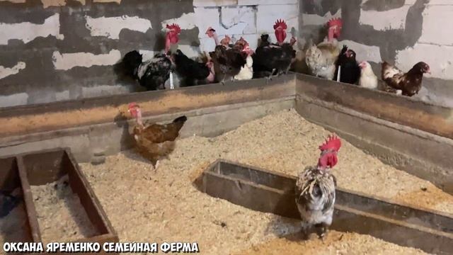 СОДЕРЖАНИЕ и кормление / Обзор моих кур несушек смотреть онлайн