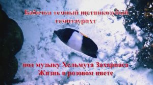 7. Бабочка темный щетинкозубый гемитаурихт под музыку Хельмута Захариаса Жизнь в розовом цвете