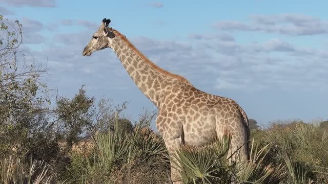 AFRICAN SAFARI - Epic wildlife film in 4K UHD (lions, leopards, elephants) смотреть онлайн