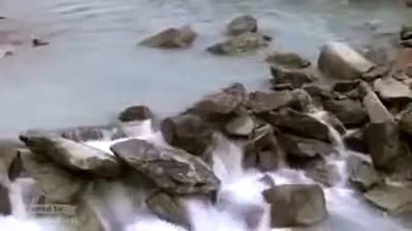 Рысь и медвежонок