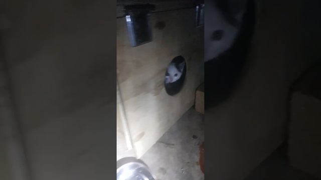 А у нас сегодня кошка, принесла вчера... смотреть онлайн