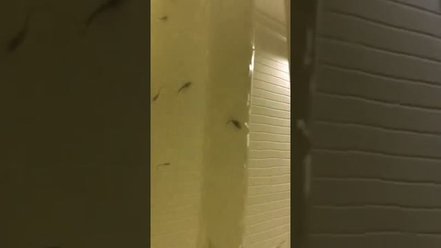 17 дней после выклева и 7 день после перехода на активное питание смотреть онлайн