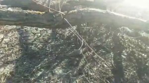 Охота с пневматикой мр512