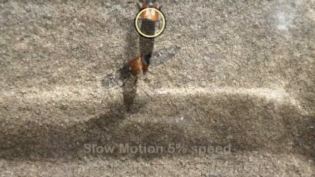 AwA Rove Beetle (Thyreocephalus australis) смотреть онлайн