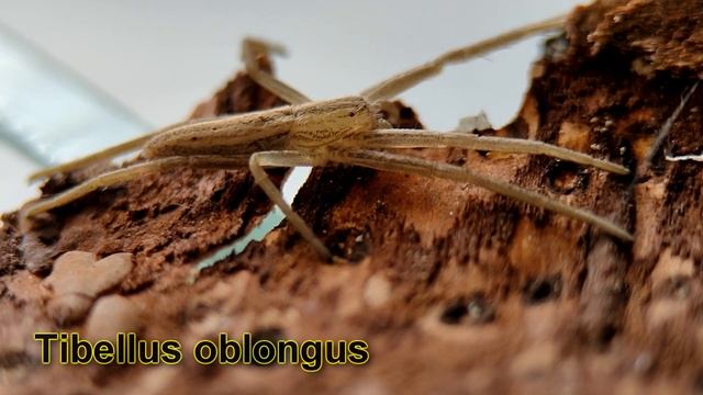 Пришла весна! Первые пауки уже найдены смотреть онлайн