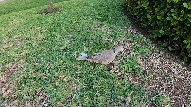 Iberostar Laguna Azul 2024 Part I, Varadero Cuba смотреть онлайн