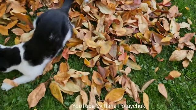 Funniest Animals! 😂Funny Cats! #202 Funny Cat playing! Lustige Katze! #Cat and autumn leaves! 😂面白い猫 смотреть онлайн
