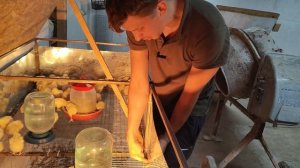 Лучший брудер для птицы!