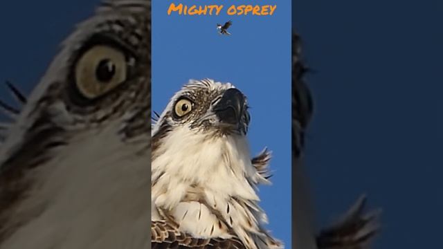 Osprey / Balbuzard pêcheur #nature #wildlife #egypt смотреть онлайн
