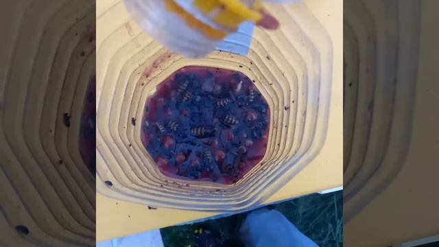Шершни атакуют смотреть онлайн