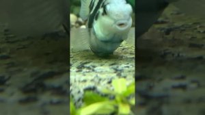 Нерест сапфировых попугайчиков