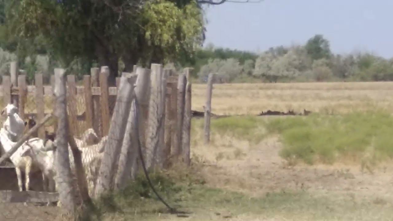 падший скот Ч. 3 31.07.2024 смотреть онлайн