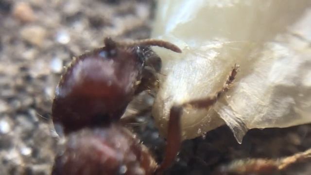 Pogonomyrmex badius Queen Eating Sunflower Seeds смотреть онлайн