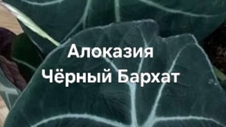 Алоказия Блэк Вельвет на Фитиль смотреть онлайн