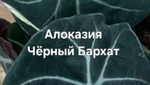 Алоказия Блэк Вельвет на Фитиль