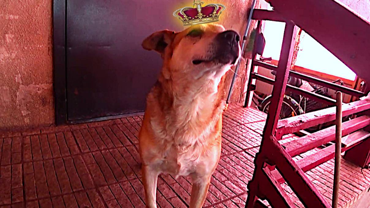 Звезда ютуба привыкает к камере) Верный пёс провожает и встречает смотреть онлайн