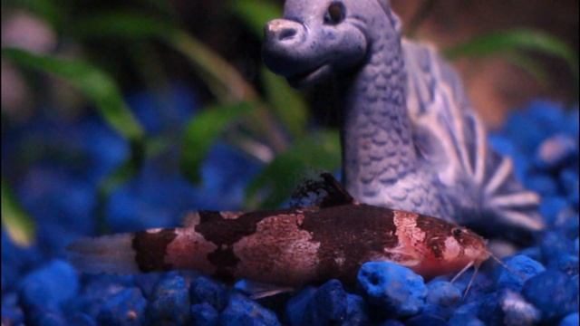 Bumblebee catfish evicted! смотреть онлайн