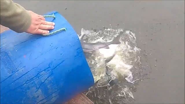 Зарыбление осетром нижнего водоёма 150 кг. Клёвое место, Лосиный остров. смотреть онлайн