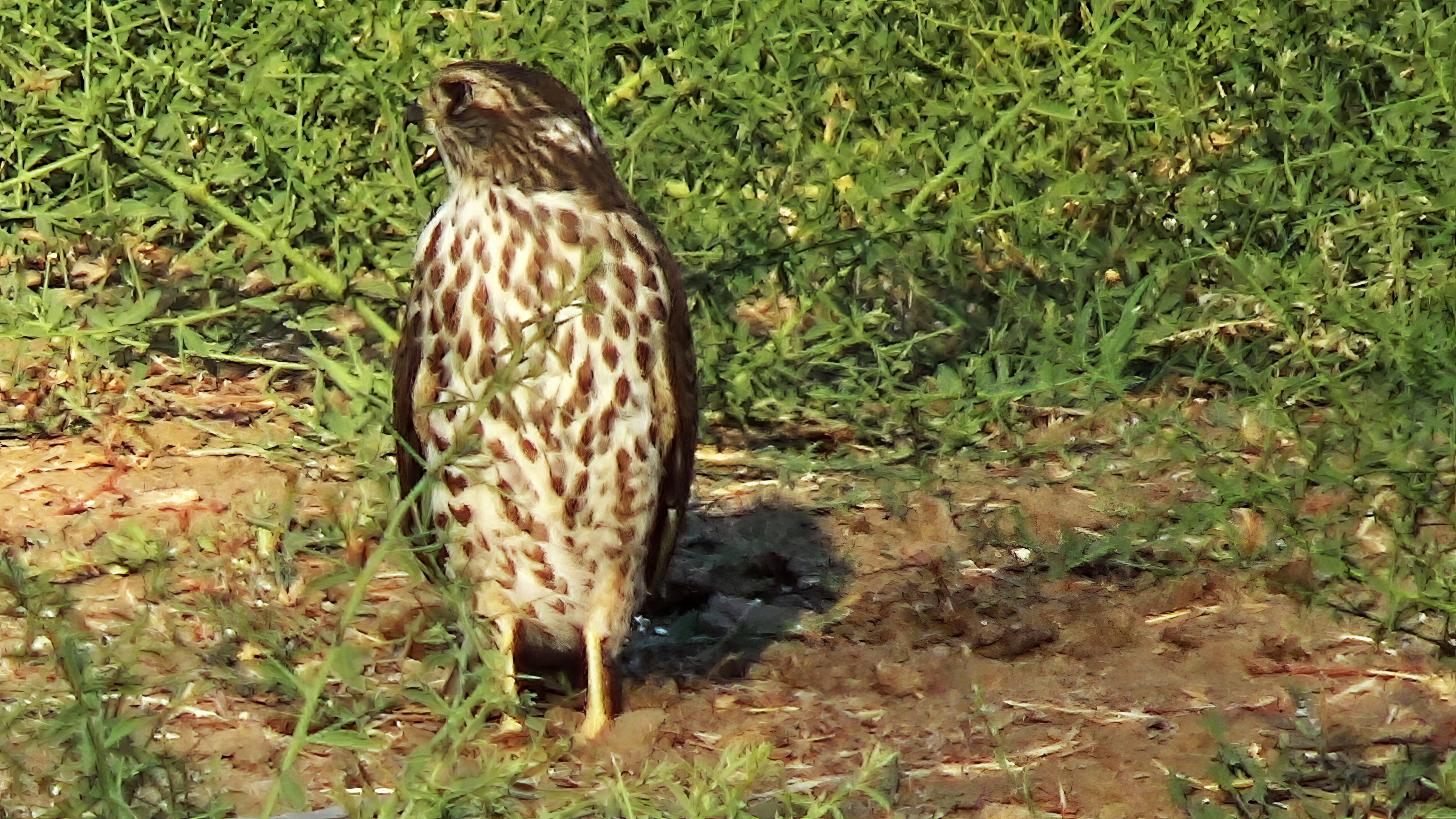 Пустельга(Когда можно подойти поближе) смотреть онлайн